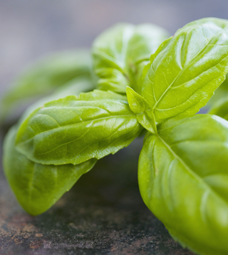 Basil