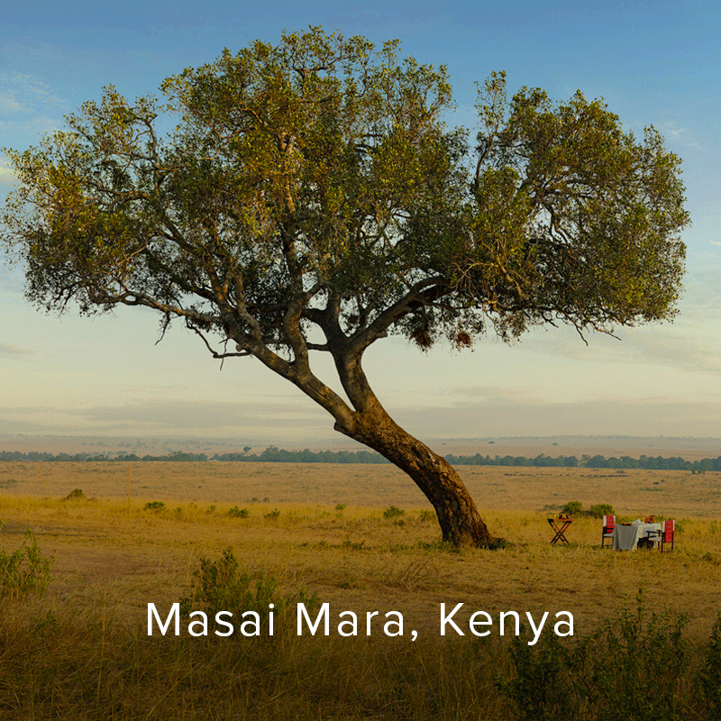 Umbrella thorn acacia tree in Kenya.